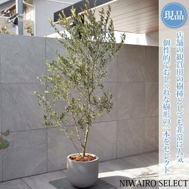 【現品】鉢植え【オリーブの木】ネバディロブランコ 自然風樹形　全高H≒215 × 枝張W≒100cm　高木 常緑樹 ギフト プレゼント お祝い 新築祝い シンボルツリー 植木 庭木 樹木 植栽 和風 洋風 ガーデニング おしゃれ【送料無料】