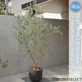 【現品】鉢植え【オリーブの木】ルッカ 自然風樹形　全高H≒230 × 枝張W≒120cm　高木 常緑樹 ギフト プレゼント お祝い 新築祝い シンボルツリー 植木 庭木 樹木 植栽 和風 洋風 ガーデニング おしゃれ【送料無料】
