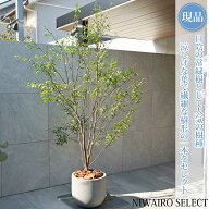 【現品】鉢植え【ハイノキ】株立ち 自然風樹形　全高H≒220 × 枝張W≒120cm　高木 常緑樹 ギフト プレゼ…