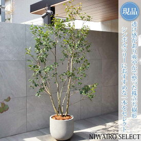 鉢植え【ソヨゴ】株立ち 自然風樹形 雌株　全高H≒210 × 枝張W≒100cm　高木 常緑樹 ギフト プレゼント お祝い 新築祝い シンボルツリー 植木 庭木 樹木 植栽 和風 洋風 ガーデニング おしゃれ【送料無料】
