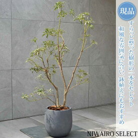 【現品】鉢植え【斑入りアセビ】自然風樹形　全高H≒130 × 枝張W≒70cm　低木 常緑樹 ギフト プレゼント お祝い 新築祝い シンボルツリー 植木 庭木 樹木 植栽 和風 洋風 ガーデニング おしゃれ【送料無料】