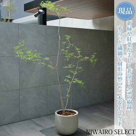 【現品】鉢植え 山採り【大型ドウダンツツジ】灯台躑躅 株立ち 自然風樹形　全高H≒210 × 枝張W≒130cm　高木 落葉樹 ギフト プレゼント お祝い 新築祝い シンボルツリー 植木 庭木 樹木 植栽 和風 洋風 ガーデニング おしゃれ【送料無料】