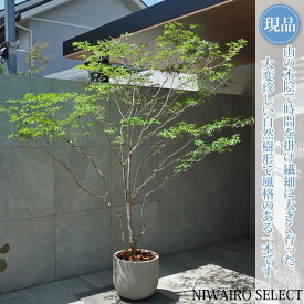 【現品】鉢植え 山採り【大型ドウダンツツジ】灯台躑躅 自然風樹形　全高H≒220 × 枝張W≒180cm　高木 落葉樹 ギフト プレゼント お祝い 新築祝い シンボルツリー 植木 庭木 樹木 植栽 和風 洋風 ガーデニング おしゃれ【送料無料】