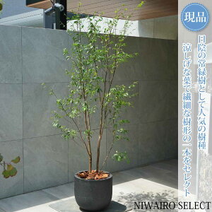 �R�̂�y���i�z���A���y�n�C�m�L�z������ ���R�����`�@�S��H��200 × �}��W��80cm�@���� ��Ύ� �M�t�g �v���[���g ���j�� �V�z�j�� �V���{���c���[ �A�� ��� ���� �A�� �a�� �m�� �K�[�f�j��