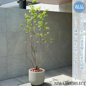 植木 ナツハゼ 株立ち」の人気商品一覧・価格比較 - 価格.com