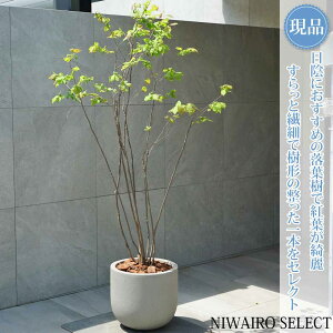 �R�̂�y���i�z���A���y�i�c�n�[�z�Ĕ� �{������ ���R�����`�@�S��H��180 × �}��W��90cm�@��� ���t�� �M�t�g �v���[���g ���j�� �V�z�j�� �V���{���c���[ �A�� ��� ���� �A�� �a�� �m�� �K�[