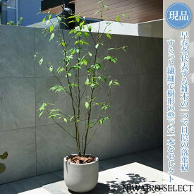 【現品】鉢植え【クロモジ】黒文字 株立ち 自然風樹形　全高H≒200 × 枝張W≒90cm　低木 落葉樹 ギフト プレゼント お祝い 新築祝い シンボルツリー 植木 庭木 樹木 植栽 和風 洋風 ガーデニング おしゃれ【送料無料】
