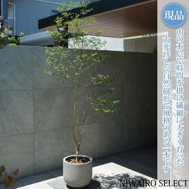 【現品】鉢植え 山採り【大型ドウダンツツジ】灯台躑躅 自然風樹形　全高H≒245 × 枝張W≒95cm　高木 落葉樹 ギフト プレゼント お祝い 新築祝い シンボルツリー 植木 庭木 樹木 植栽 和風 洋風 ガーデニング おしゃれ【送料無料】