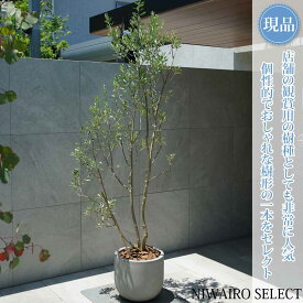 【現品】鉢植え【オリーブの木】チプレッシーノ＝シプレッシーノ 本株立ち 自然風樹形　全高H≒220 × 枝張W≒80cm　高木 常緑樹 ギフト プレゼント お祝い 新築祝い シンボルツリー 植木 庭木 樹木 植栽 和風 洋風 ガーデニング おしゃれ【送料無料】