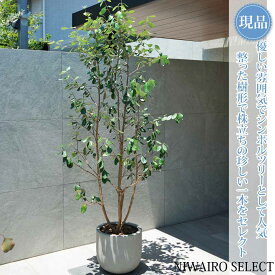 【現品】鉢植え【フェイジョアの木】本株立ち 自然風樹形　全高H≒225 × 枝張W≒100cm　高木 常緑樹 ギフト プレゼント お祝い 新築祝い シンボルツリー 植木 庭木 樹木 植栽 和風 洋風 ガーデニング おしゃれ【送料無料】