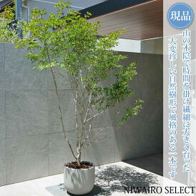 【現品】鉢植え 山採り【大型ドウダンツツジ】灯台躑躅 自然風樹形　全高H≒220 × 枝張W≒140cm　高木 落葉樹 ギフト プレゼント お祝い 新築祝い シンボルツリー 植木 庭木 樹木 植栽 和風 洋風 ガーデニング おしゃれ【送料無料】