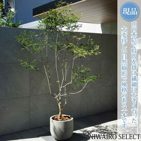 【現品】鉢植え 山採り【大型ドウダンツツジ】灯台躑躅 自然風樹形　全高H≒220 × 枝張W≒130cm　高木 落葉樹 ギフト プレゼント お祝い 新築祝い シンボルツリー 植木 庭木 樹木 植栽 和風 洋風 ガーデニング おしゃれ【送料無料】