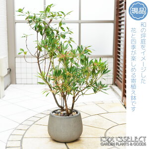 ツツジ 鉢植えの人気商品 通販 価格比較 価格 Com ツツジ 鉢植えの人気商品 通販 価格比較 価格 Com