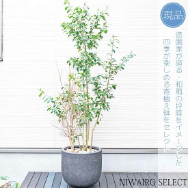 鉢植え【寄せ植え】【ソヨゴ × ドウダンツツジ】株立ち　自然樹形　全高H≒170 × 枝張W≒90cm　高木　常緑樹　シンボルツリー　新築祝い　ギフト　おしゃれ　プレゼント　お祝い　メッセージカード　小型　中型　大型　観葉植物　植木　庭木　樹木　苗木　インテリア