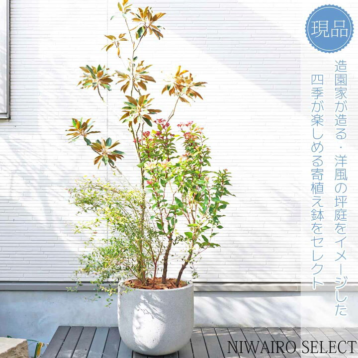 楽天市場】洋風鉢植え【寄せ植え】【タイサンボク リトルジェム × 常緑