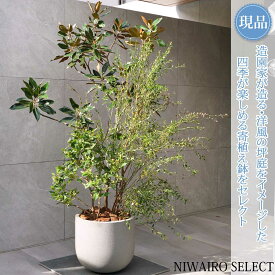 【現品】洋風鉢植え【リトルジェム × 常緑ガマズミ × ビルベリー】タイサンボク 寄せ植え 自然風樹形　全高H≒170 × 枝張W≒120cm　低木 常緑樹 ギフト プレゼント お祝い 新築祝い シンボルツリー 植木 庭木 樹木 植栽 和風 洋風 おしゃれ【送料無料】