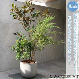 【現品】洋風鉢植え【リトルジェム × 常緑ガマズミ × ビルベリー】タイサンボク 寄せ植え 自然風樹形　全高H≒170 × 枝張W≒120cm　低木 常緑樹 ギフト プレゼント お祝い 新築祝い シンボルツリー 植木 庭木 樹木 植栽 和風 洋風 おしゃれ【送料無料】