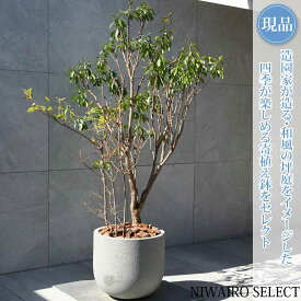 鉢植え【寄せ植え】【アセビ×ドウダンツツジ×ヒサカキ残雪】自然風樹形　全高H≒150 × 枝張W≒100cm　低木 常緑樹 ギフト プレゼント お祝い 新築祝い シンボルツリー 植木 庭木 樹木 植栽 和風 洋風 ガーデニング おしゃれ【送料無料】