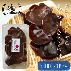 10月までの季節限定 高知県仁淀川町産生きくらげ500g 1kg(500g×2P) セット 2kgセットより送料無料 生きくらげ 生キクラゲ 生木耳 きくらげ キクラゲ 木耳 高知家 仁淀川町 国産きくらげ 有機JAS認証 無農薬 産地直送 仁淀川きくらげ 薬膳 漢方 生きくらげの刺身