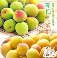 【予約販売/数量限定】 和歌山県産 紀州南高梅 選べる 青梅 完熟梅 5kg 南高梅 冷凍梅 梅ジュース用 梅干…