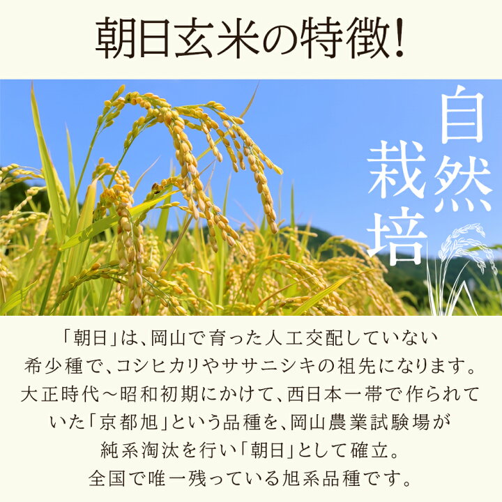 楽天市場】自然栽培 米 玄米 送料無料 新米 令和6年度産 朝日米 20kg  