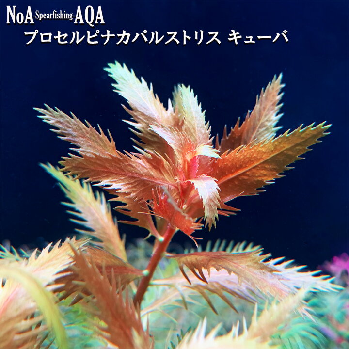楽天市場】水草 水中葉 無農薬 プロセルピナカ パルストリス キューバ 