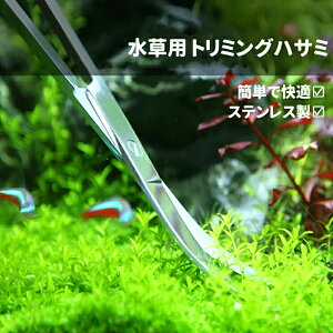 ANAE p g~OnT~ I[XeX ق͂ A ͂ 