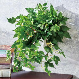 楽天市場 アウトレット 観葉植物 花 観葉植物 花 ガーデン Diyの通販