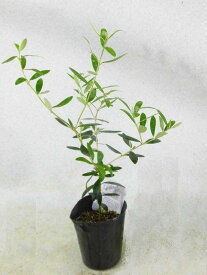 楽天市場 オリーブ 苗木 植木 ガーデニング 農業 花 ガーデン Diyの通販