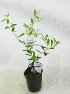 オリーブ 苗木 盆栽 植木の人気商品 通販 価格比較 価格 Com