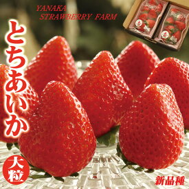＼出荷中／ 栃木県 新ブランド高級いちご とちあいか 約280g×2パック 高糖度 御歳暮 お歳暮 送料無料 大粒 イチゴ プレミアム 苺 お取り寄せ グルメ プレゼント ギフト 糖度 高い 誕生日 内祝 内祝い お祝い 御祝 御礼 フルーツ くだもの 贈答 贈り物 甘い 大きい 果物