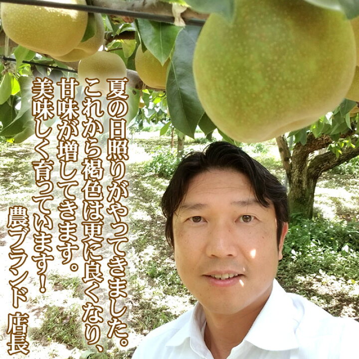 楽天市場】梨 豊水 5kg (約) 送料無料 大玉 5L(約500g)×10個 お取り寄せ グルメ なし ナシ 和梨 栃木産 ふるさと 産直 果物 くだもの フルーツ ギフト 内祝い 内祝 お供え 御供 贈答用 贈答品 赤梨 秀品 贈り物 誕生日 プレゼント 旬 残暑見舞い 楽天市場】梨 豊水 5kg (約) 送料無料 大玉 5L(約500g)×10個 お取り寄せ グルメ なし ナシ 和梨 栃木産 ふるさと 産直 果物 くだもの フルーツ ギフト 内祝い 内祝 お供え 御供 贈答用 贈答品 赤梨 秀品 贈り物 誕生日 プレゼント 旬 残暑見舞い