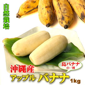 1年中食べ頃！ 自然栽培 沖縄県 島バナナ アップルバナナ 約1kg 個包装 高級 バナナ 父の日 フルーツ ギフト 贈り物 お中元 お歳暮 箱 プレゼント お取り寄せ グルメ お供え 御供 お盆 初盆 新盆 ふるさと 手土産 産直 高糖度 果物 誕生日 内祝い 贈答 特選 国産 送料無料