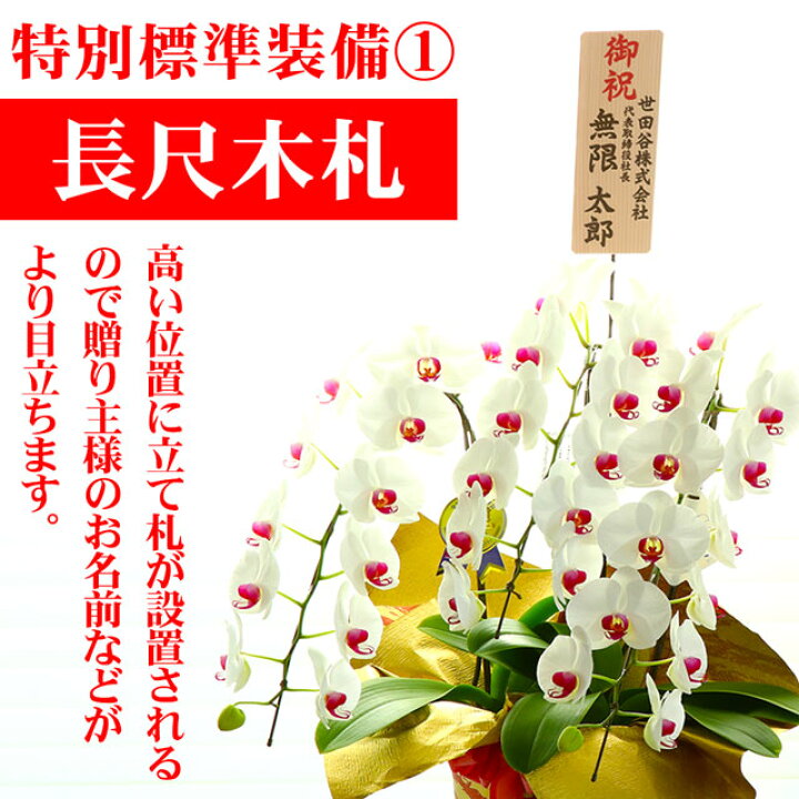 楽天市場 胡蝶蘭 3本立ち 大輪 40輪以上 白 赤リップ 開店祝い 母の日 送料無料 花 開店 開業 お祝い 御祝 祝い 祝 蘭 ラン 洋らん 開院 祝い 開業祝い 移転祝い 就任祝い 開店御祝 就任御祝 開院 就任 移転 出店 新店 オープン 叙勲