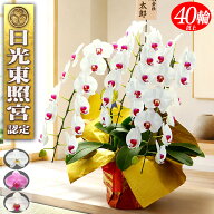 あす届く お祝い 縁起の良い献上認定 胡蝶蘭 3本立ち 大輪40輪以上 木札立札付き 就任祝い 開店祝い 胡蝶…