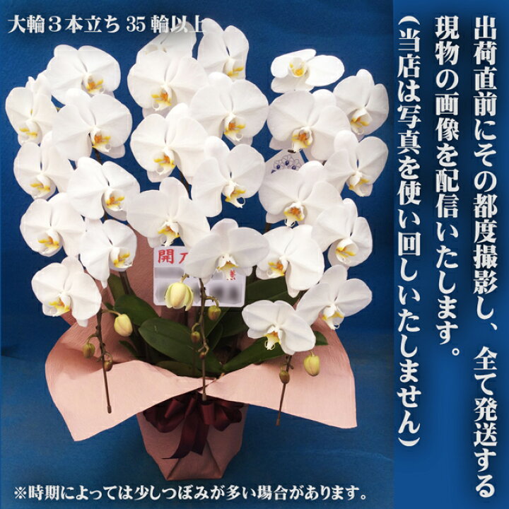 楽天市場 胡蝶蘭 3本立ち 35輪以上 大輪 開店祝い 送料無料 蘭 白 お祝い 祝 開店 開業 移転 就任 周年 叙勲 出店 新店 祝い 御祝 お供え 御供 御霊前 花 生花 祝い花 供花 開店御祝 移転祝い 開院祝い 開業祝い 就任祝い