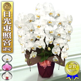 【あす届く】 胡蝶蘭 大輪 3本立ち 35輪以上 開店祝い お祝い 就任祝い 移転祝い お供え ギフト 贈答 開業祝い 祝い花 供花 仏事 法事 法要 開店祝い 開業 米寿 お祝い 周年祝い 新築祝い 蘭 開院 記念 結婚祝い 昇進 誕生日 プレゼント 母の日 洋ラン 花 胡蝶蘭 送料無料
