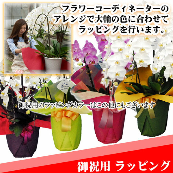 楽天市場】胡蝶蘭 3本立ち ミディ 27輪以上 送料無料 | ミディ胡蝶蘭 お祝い花 胡蝶蘭 生花 ギフト 開店祝い お花 花 高級 贈り物 蘭 祝 お祝い 御祝 祝い 移転祝い 開業祝い 就任祝い オープン 開店 開業 開院 移転 出店 新店 新築祝い 楽天市場】胡蝶蘭 3本立ち ミディ 27輪以上 送料無料 | ミディ胡蝶蘭 お祝い花 胡蝶蘭 生花 ギフト 開店祝い お花 花 高級 贈り物 蘭 祝 お祝い 御祝 祝い 移転祝い 開業祝い 就任祝い オープン 開店 開業 開院 移転 出店 新店 新築祝い