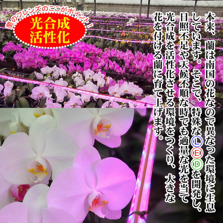楽天市場】胡蝶蘭 3本立ち ミディ 27輪以上 送料無料 | ミディ胡蝶蘭 お祝い花 胡蝶蘭 生花 ギフト 開店祝い お花 花 高級 贈り物 蘭 祝 お祝い 御祝 祝い 移転祝い 開業祝い 就任祝い オープン 開店 開業 開院 移転 出店 新店 新築祝い 楽天市場】胡蝶蘭 3本立ち ミディ 27輪以上 送料無料 | ミディ胡蝶蘭 お祝い花 胡蝶蘭 生花 ギフト 開店祝い お花 花 高級 贈り物 蘭 祝 お祝い 御祝 祝い 移転祝い 開業祝い 就任祝い オープン 開店 開業 開院 移転 出店 新店 新築祝い