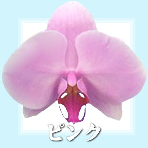 y͂zӒ5{~fB60ֈȏ̓jԃMtgACjJXjVzJƏoXVXړ]ACjJXړ]jJƏjԌjjjjJ@jVzj