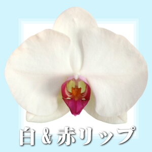 y͂zӒ5{~fB60ֈȏ̓jԃMtgACjJXjVzJƏoXVXړ]ACjJXړ]jJƏjԌjjjjJ@jVzj