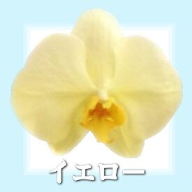 【あす届く】 父の日 ギフト お中元 胡蝶蘭 2本立ち ミディ 18輪以上 花 プレゼント 開店祝い 開業祝い 開院祝い お祝い 花 開店 開店御祝 かわいい 就任祝い 花 就任祝い 周年祝い ミニ胡蝶蘭 ご昇進 誕生日 母の日 古希 喜寿 還暦 米寿 お祝い 花 洋らん 蘭 お花 送料無料