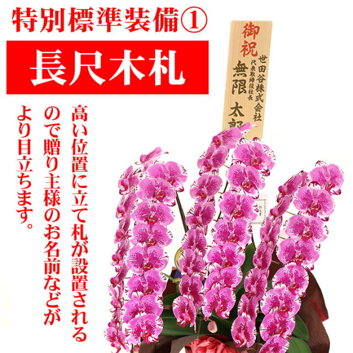 楽天市場 御祝 お祝い 胡蝶蘭 3本立ち 大輪 45輪以上 レッドライオン 限定品 送料無料 叙勲 蘭 開店祝い 開院祝い 開業祝い 新築祝い 開店 周年 祝い 移転祝い 花 昇進祝い ギフト 贈り物 プレゼント 母の日 洋ラン 誕生日 鉢花 株主総会 新規 新店