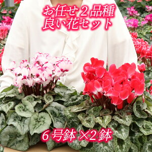 S11F ~̖K _ VN ^  5 6 Pi ܂Zbg Mtg A Ε   sN t[Mtg i  NX}X v[g ~ ~L[ ԃMtg  