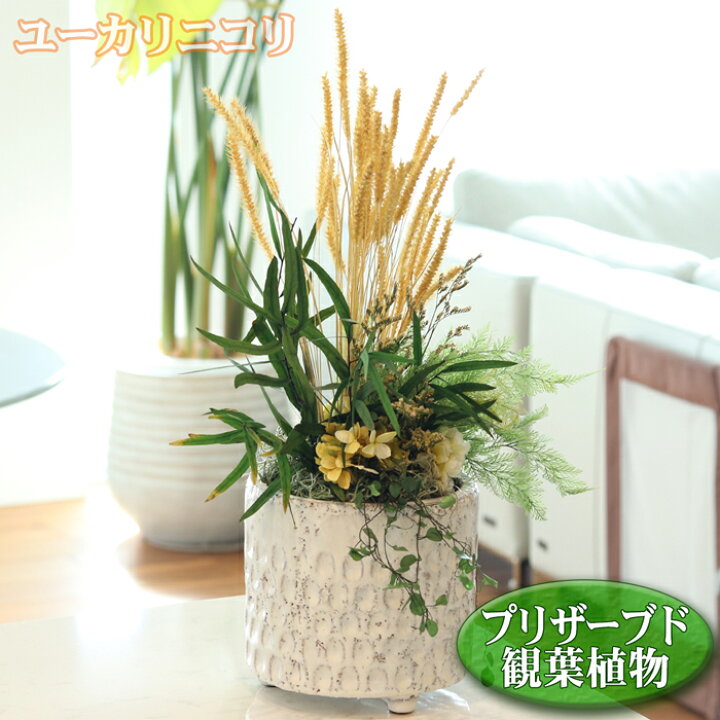 楽天市場】観葉植物 フェイク グリーン プリザーブドフラワー ユーカリ 