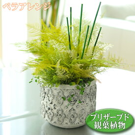 観葉植物 フェイクグリーン ペラ アレンジ シリンダーポット プリザーブド プリザーブドフラワー 造花 置物 オブジェ 送料無料 ギフト 贈答 アーティフィシャルフラワー 人工観葉植物