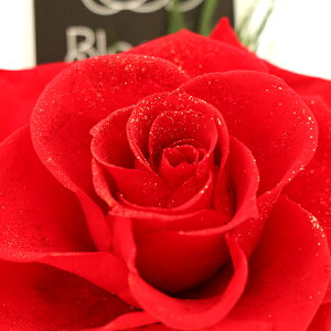 Iׂ6F  o vU[uht[   F  ̓ v[g ͂Ȃ  60 Mtg a KN  AWg JXj j ԑ hCt[ CeA 