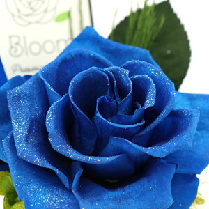 Iׂ6F  o vU[uht[   F  ̓ v[g ͂Ȃ  60 Mtg a KN  AWg JXj j ԑ hCt[ CeA 