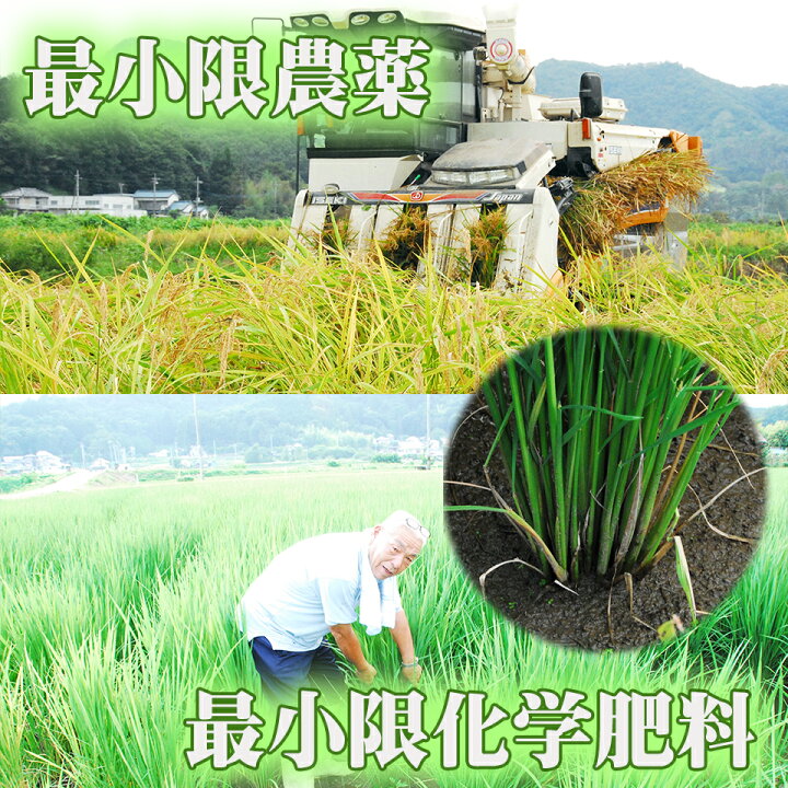 楽天市場】＼令和7年産／ コシヒカリ 栃木県 名水百選の湧き水使用 5kg 