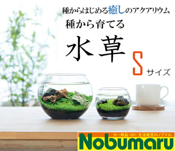 楽天市場】【ウォータープラント】[GD812]種から育てる水草 Sサイズ 